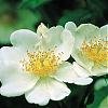 Rosa arvensis